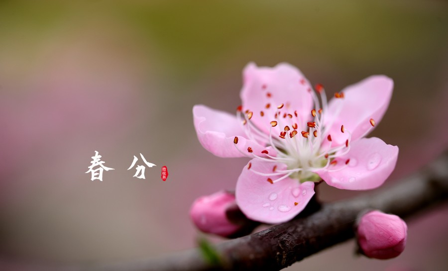 #（環境）（1）微視界——春分(2516306)-20230317152343.JPG