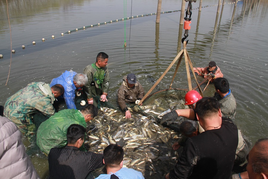 今天的魚賣了十二萬！(分離圖)IMG_1(2518838)-20220323091753.JPG